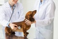 Close up of vet with stethoscope and dog at clinic Royalty Free Stock Photo