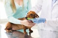 Close up of veterinarian brushing dog teeth Royalty Free Stock Photo