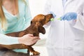 Close up of veterinarian brushing dog teeth Royalty Free Stock Photo