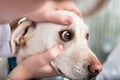Veterinarian checking dog`s eye Royalty Free Stock Photo