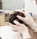 Close up veterinarian checks teeth to a dog