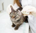 Close up veterinarian dripping drops to the kitten ear in clinic Royalty Free Stock Photo