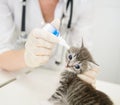 Close up veterinarian dripping drops to the kitten ear in clinic Royalty Free Stock Photo