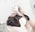 Close up veterinarian dripping drops to the kitten eye in clinic