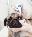 Close up veterinarian dripping drops to the kitten eye in clinic