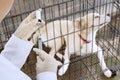 Veterinarian hands preparing a vaccine for a sick dog