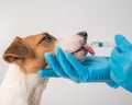 Close-up of a veterinarian injecting medicine from a syringe into a dog& x27;s mouth on a white background. Jack russell Royalty Free Stock Photo