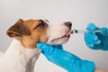 Close-up of a veterinarian injecting medicine from a syringe into a dog's mouth on a white background. Jack russell Royalty Free Stock Photo