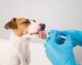 Close-up of a veterinarian injecting medicine from a syringe into a dog& x27;s mouth on a white background. Jack russell Royalty Free Stock Photo