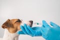 Close-up of a veterinarian injecting medicine from a syringe into a dog& x27;s mouth on a white background. Jack russell Royalty Free Stock Photo