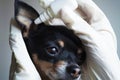 Close-up,veterinarian in white medical gloves dripping drops ear to the small black toy terrier dog in clinic Royalty Free Stock Photo