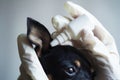 Close-up,veterinarian in white medical gloves dripping drops ear to the small black toy terrier dog in clinic Royalty Free Stock Photo