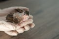 Close up of veterinarians hands in surgical gloves holding small bird, after attacked and injured by a cat