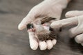 Close up of veterinarians hands in surgical gloves holding small bird, after attacked and injured by a cat