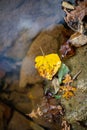 Close-Up of Vibrant Autumn Leaf Floating on Clear Lake Water