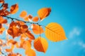 Close up vibrant autumn leaves against blue sky tree branch with golden foliage yellow leaf fall park forest September Royalty Free Stock Photo