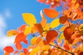 Close Up Vibrant Autumn Leaves Against Blue Sky Tree Branch With Golden Foliage Yellow Leaf October November Season Fall