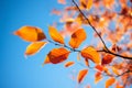 Close Up Vibrant Autumn Leaves Against Blue Sky Tree Branch With Golden Foliage Yellow Leaf October November Season Fall