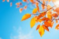 Close up vibrant autumn leaves against blue sky tree branch with golden foliage yellow leaf October November season fall Royalty Free Stock Photo