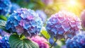 Close-up of vibrant blue and purple hydrangeas blooming in sunlight. Generative AI Royalty Free Stock Photo