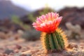 close-up of vibrant cactus flower against blurred desert background