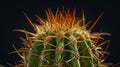 Close-up of a vibrant cactus with sharp spines against a dark background