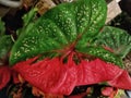 Close-up of a vibrant Caladium leaf featuring striking red and green coloration with speckled patterns. Royalty Free Stock Photo