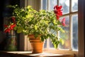 close-up of a vibrant chili plant on a kitchen windowsill, sunlight streaming in