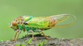 Vibrant Green Cicada Insect Closeup on Tree Bark Royalty Free Stock Photo