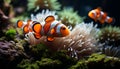 Close up of a vibrant clown fish swimming in coral reef generated by AI