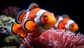 Close up of vibrant clown fish swimming in coral reef generated by AI