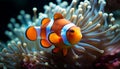 Close up of a vibrant clown fish swimming in a reef generated by AI