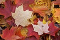 Close-up of vibrant coloured maple leaves with dew drop