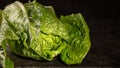 Vibrant close-up image of romaine lettuce heart - fresh organic vegetable with detailed textures Royalty Free Stock Photo