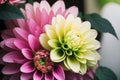 Close-up of a vibrant dahlia in bloom
