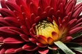 Close up of a vibrant dahlia each petal a marvel