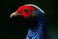 Close-up of a vibrant Edwards pheasant against a black background