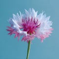 Vibrant Pink and White Bicolor Cornflower on Teal Background Royalty Free Stock Photo