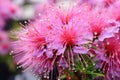 a close-up of a vibrant flowering plant in full bloom Royalty Free Stock Photo