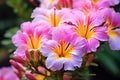 a close-up of a vibrant flowering plant in full bloom Royalty Free Stock Photo