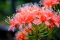 a close-up of a vibrant flowering plant in full bloom Royalty Free Stock Photo