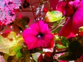 Close-up of vibrant fuchsia petunia flower with green foliage on a sunny day, perfect for botanical designs and nature-themed