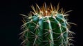 Close-up of a vibrant green cactus with sharp spines against a dark background