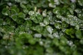 Close-up of vibrant green clover leaves covered in glistening water droplets