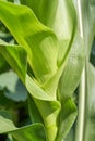 Close up of vibrant green corn leaves in sunlight highlighting texture Royalty Free Stock Photo
