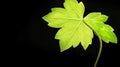 Close Up of a Vibrant Green Leaf Against a Black Royalty Free Stock Photo