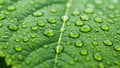 A close up of a vibrant green leaf covered with numerous clear water droplets Royalty Free Stock Photo