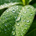 Close-up of a vibrant green leaf covered in numerous water droplets, reflecting light and creating Royalty Free Stock Photo