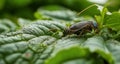 A close-up of a vibrant green leaf with a curious insect