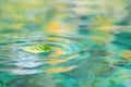 Tranquil Water Surface with Floating Green Leaf, Nature Serenity Concept Royalty Free Stock Photo